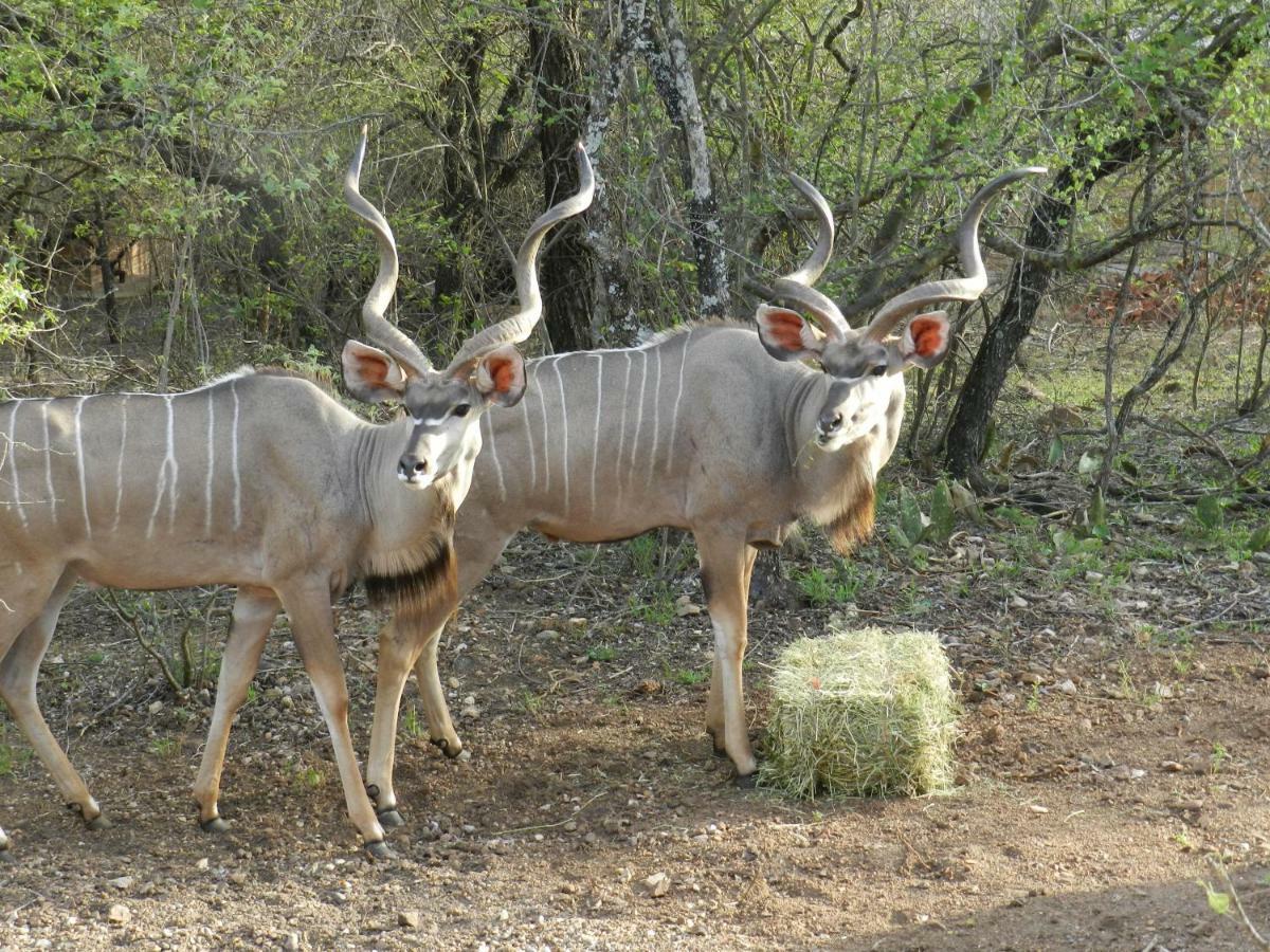 Buffalo Marloth Park Luaran gambar