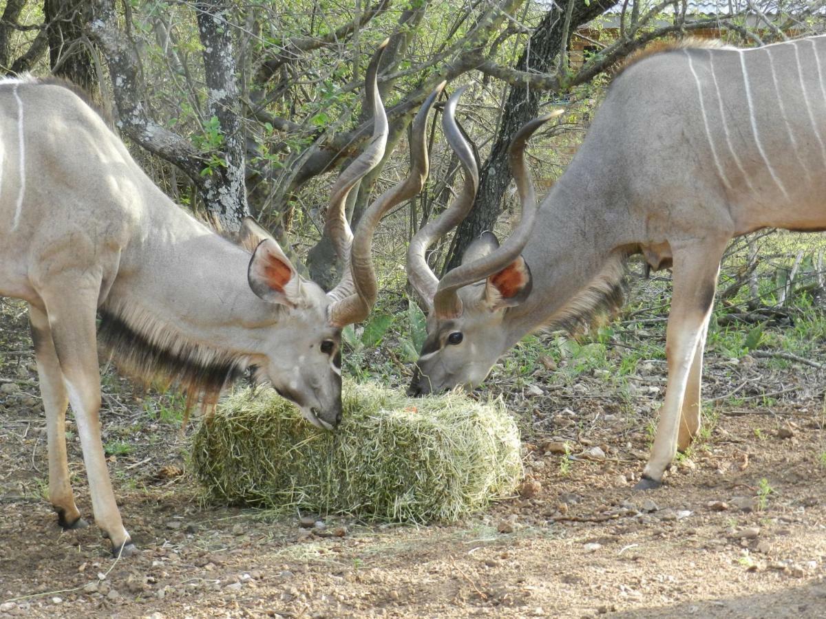 Buffalo Marloth Park Luaran gambar
